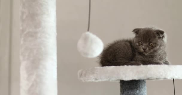 Cute Playful British Gray Kitten Playing Furniture Scratching Deterrent Tree — 비디오