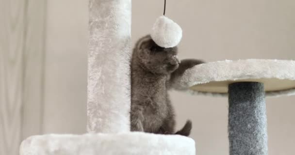 Cute Zabawy Brytyjski Szary Kotek Gra Meble Scratching Deterrent Drzewo — Wideo stockowe