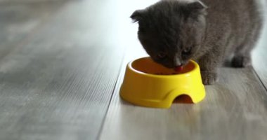 Şirin gri İngiliz Shorthair kedisi evde sarı kâse kahverengi kedi mamasından yiyor. Evcil hayvanlar