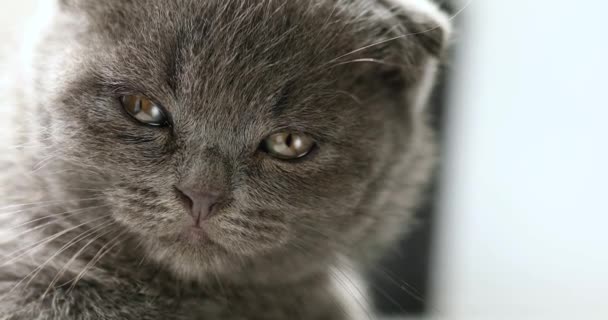 Bonito Britânico Shorthair Cinza Gatinho Dormir Peitoril Janela Conceito Animais — Vídeo de Stock