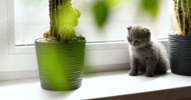 Çiçek saksılarındaki saksıların yanında pencerelerde oynayan sevimli İngiliz gri kedisi, komik kedi. Hayvanları severim, tatlım..