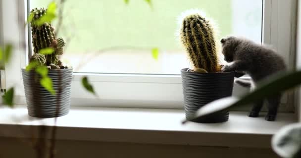 Gatinho Cinza Britânico Brincalhão Bonito Jogando Janelas Perto Plantas Sala — Vídeo de Stock