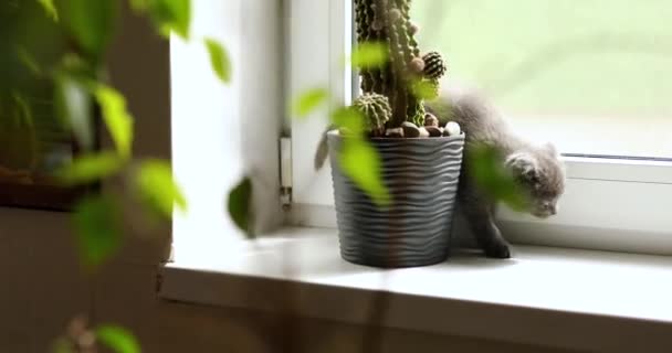Aranyos Játékos Brit Szürke Cica Játszik Ablakok Közelében Szobanövények Virágcserépben — Stock videók