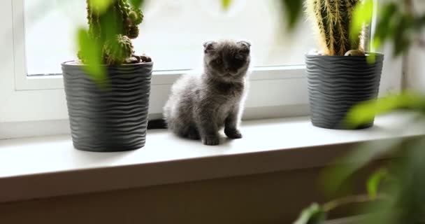 Cute Playful British Gray Kitten Playing Windows Houseplants Flower Pots — Stock Video