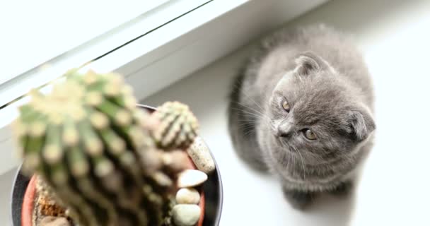 Cute Playful British Gray Kitten Playing Windows Houseplants Flower Pots — Stock Video