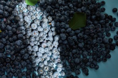 Mavi arka planda taze organik böğürtlenler, sert güneş ışığı, üst manzara, kopyalama alanı. Sağlıklı beslenme, antioksidan, vitamin, yaz yemeği kavramı.