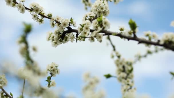 Blommande träd grenar och fylliga vita moln i en blå himmel — Stockvideo