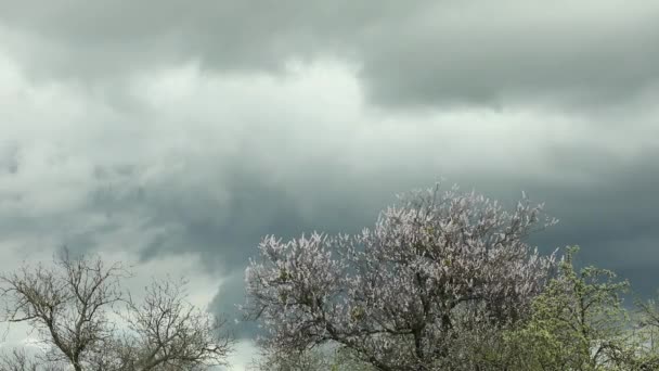Blommande träd grenar och en timelapse av grå dramatisk himmel — Stockvideo