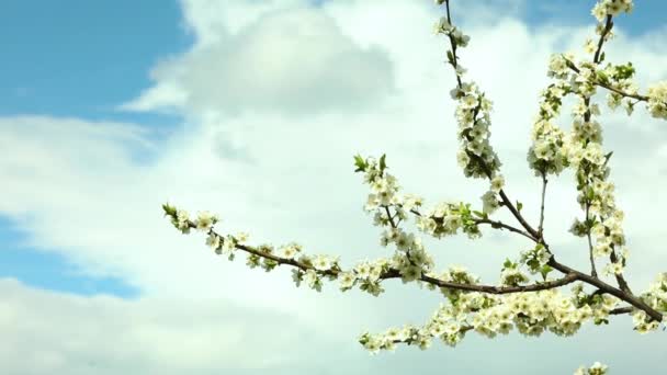 Ramas de árboles florecientes y nubes blancas regordetas en un cielo azul — Vídeo de stock