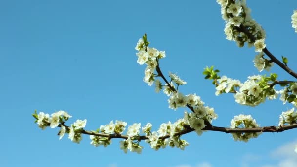 Blommande träd grenar och en blå himmel, blåsigt — Stockvideo