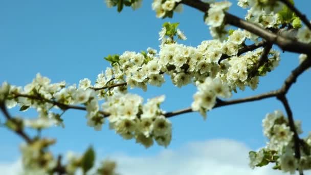 Ramas de árboles florecientes y un cielo azul, ventoso — Vídeo de stock