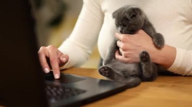 Diz üstü bilgisayarda kedi yavrusunu veteriner muayenesine kaydettirmek için veteriner arayan tanınmayan el kadını, evde çalışan serbest çalışan kadın..