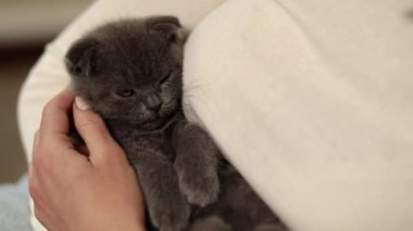 Bir kadın oturuyor ve elinde sevimli gri kedi yavrusu var, dişi kedisine sarılıyor, evde kedisiyle oynuyor, ev hayvanı kavramı, yavaş çekim..