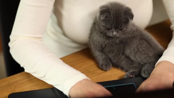Unerkennbare Hand Frau Sucht Tierarzt Website Auf Laptop Katzenkätzchen Für — Stockvideo