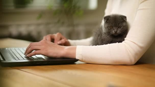 認識できない手女性は快適なスタイルは ノートパソコンを入力し 黒のノートブックで作業していると子猫がテーブルの上に横たわっている着用 家庭からの仕事 フリーランス — ストック動画