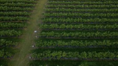 Hava aracı görüntüsü yabanmersini çalı tarlası, organik olgun. Böğürtlen dalda asılı, biyoloji, sağlıklı yemek, üst manzara, böğürtlenli çiftlik.