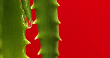 Meyve suyu ile Alora vera yaprağı, kırmızı arkaplandaki kökten jel damlaları, organik kozmetik için doğal tıbbi bitki, alternatif ilaç, bir damla aloe vera.