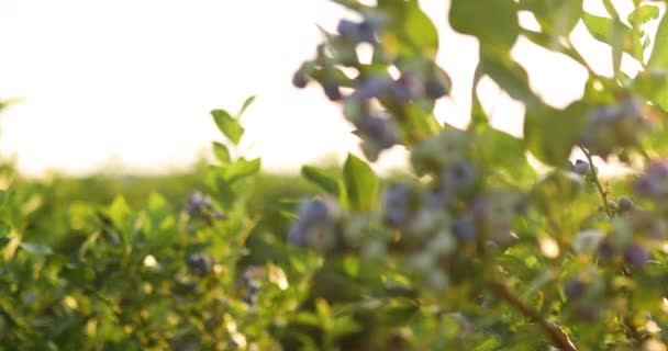 Krzew Jagodowy Zachodzie Słońca Organiczny Dojrzały Soczystymi Jagodami Gotowy Zbioru — Wideo stockowe