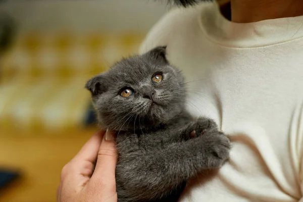 Mujer Agarre Mano Lindo Gatito Gris Hembra Abrazando Lindo Gatito —  Fotos de Stock