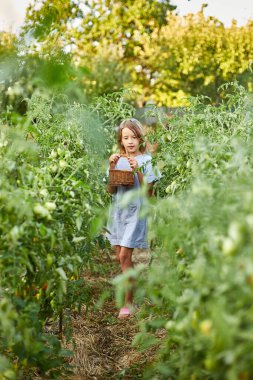 Küçük kız elinde sepetle eğleniyor, organik kırmızı domates hasadı yapıyor, sebze yetiştiriyor. Domates yetişiyor, sonbahar hasadı..
