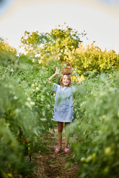 Küçük kız elinde sepetle eğleniyor, organik kırmızı domates hasadı yapıyor, sebze yetiştiriyor. Domates yetişiyor, sonbahar hasadı..