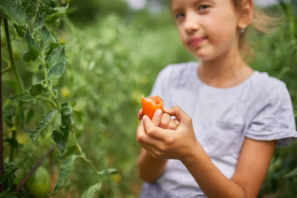Little Kid Girl Eating Enjoying Delicious Harvest Organic Red Tomatoes Stock Photo