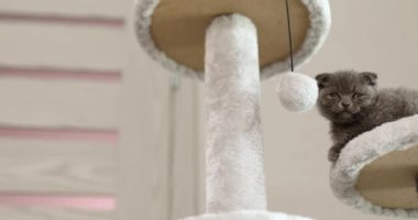 Evdeki Mobilya Tırmalama Ağacı 'nda oynayan sevimli, oynak İngiliz gri kedi yavrusu Scratcher Posts, komik kedi. Hayvanları severim, tatlım..