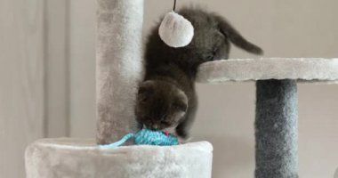 Evdeki Mobilya Tırmalayan Deterjan Ağacı 'nda fare oyuncağıyla oynayan sevimli İngiliz gri kedi yavrusu Scratcher Posts, komik kedi. Hayvanları severim, tatlım..