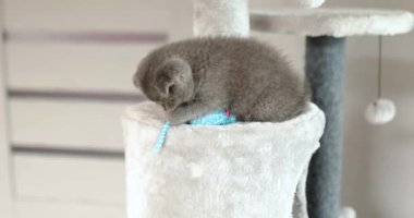 Evdeki Mobilya Tırmalayan Deterjan Ağacı 'nda fare oyuncağıyla oynayan sevimli İngiliz gri kedi yavrusu Scratcher Posts, komik kedi. Hayvanları severim, tatlım..