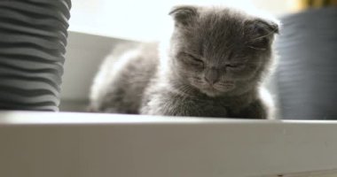 Şirin İngiliz Shorthair gri kedi yavrusu pencere kenarında uyur, sevimli kedi evcil hayvan kavramı, evcil hayvan kedisi
