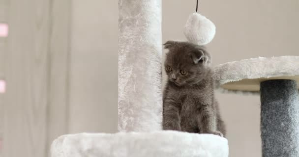 Cute Playful British Gray Kitten Playing Furniture Scratching Deterrent Tree — Stock Video