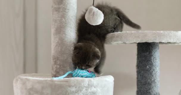 Cute Playful British Gray Kitten Playing Mouse Toy Furniture Scratching — Stock Video