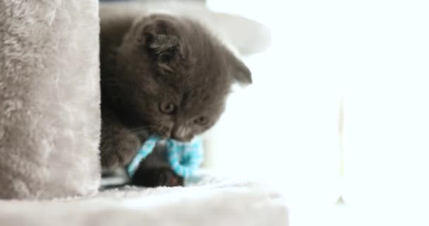 可爱有趣的英国灰猫在家具店玩老鼠玩具刮花家用树 刮花贴 滑稽的猫 爱护动物 — 图库视频影像