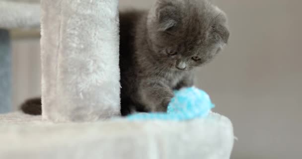 Cute Playful British Gray Kitten Playing Mouse Toy Furniture Scratching — стокове відео
