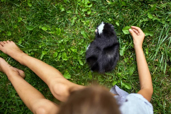 Little Girl Play Black Guinea Pig Sitting Outdoors Summer Pet — Stock Photo, Image