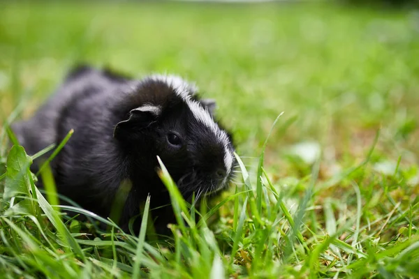 夏に屋外に座っている黒ギニア豚 彼の所有者の裏庭の芝生のペットカリコモルモット放牧 コピースペース — ストック写真
