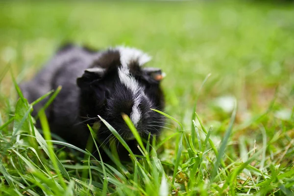 Cerdo Guinea Negra Sentado Aire Libre Verano Cerdo Indias Pet — Foto de Stock