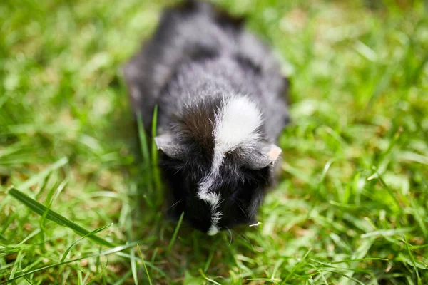 Fekete Tengerimalac Szabadban Nyáron Pet Calico Tengerimalac Legel Gazdája Hátsó — Stock Fotó