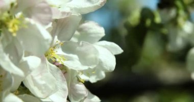 Güzel bahar, beyaz elma ağacı çiçekleri ve rüzgarda uçuşan bal arısı. Yaklaş, çiçek açan bahçe ağaçları..