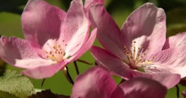 Güzel bahar pembe elma ağacı çiçekleri rüzgarda çiçek açar, yaklaşır, çiçek açan bahçe ağaçları..