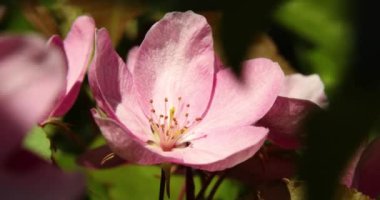 Güzel bahar pembe elma ağacı çiçekleri rüzgarda çiçek açar, yaklaşır, çiçek açan bahçe ağaçları..