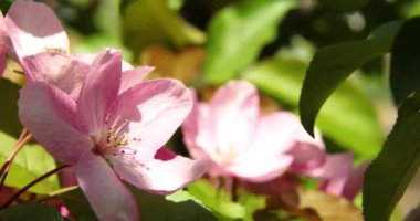 Güzel bahar pembe elma ağacı çiçekleri rüzgarda çiçek açar, yaklaşır, çiçek açan bahçe ağaçları..