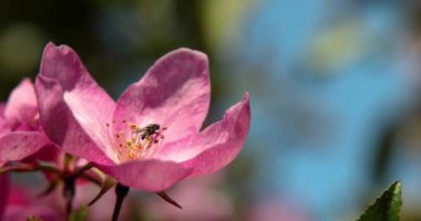 Güzel bahar pembe elma ağacı çiçekleri rüzgarda çiçek açar, yaklaşır, çiçek açan bahçe ağaçları..