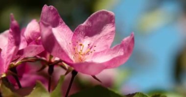 Güzel bahar pembe elma ağacı çiçekleri rüzgarda çiçek açar, yaklaşır, çiçek açan bahçe ağaçları..