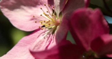 Güzel bahar pembe elma ağacı çiçekleri rüzgarda çiçek açar, yaklaşır, çiçek açan bahçe ağaçları..