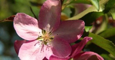 Güzel bahar pembe elma ağacı çiçekleri rüzgarda çiçek açar, yaklaşır, çiçek açan bahçe ağaçları..