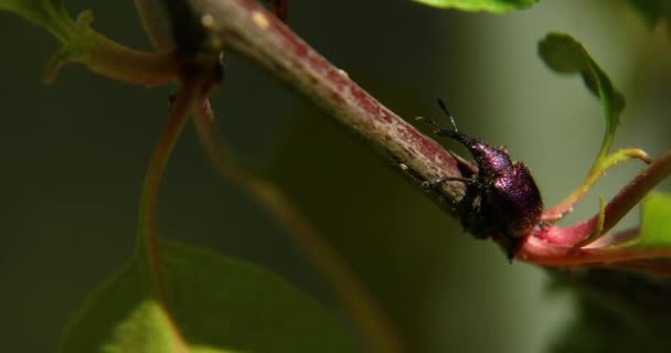 Macro Van Een Prachtige Mannelijke Regenboog Hert Kever Boom Aftakking — Stockvideo