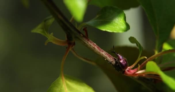 Makro Vacker Manlig Regnbåge Svamp Skalbagge Trädet Gren Blåst Väder — Stockvideo