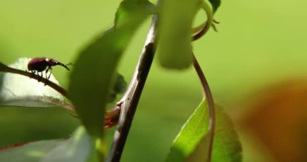 Macro Beautiful Male Rainbow Stag Beetle Tree Branch Wind Weather — Stock Video