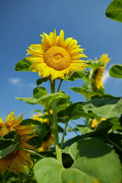 Сонячне Поле Соняшників Сяючому Жовтому Світлі Яскраво Жовтий Повністю Розквітлий — стокове фото